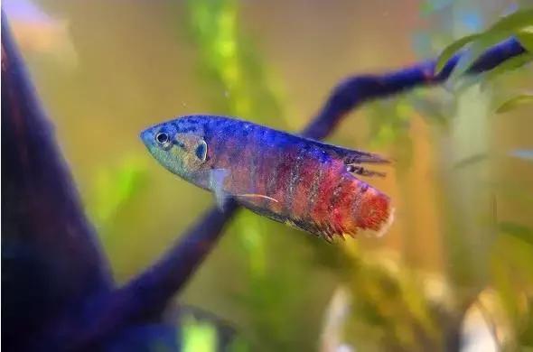 捕获大鱼惊悚片,拍到鲨鱼捕食鱼的真实一幕