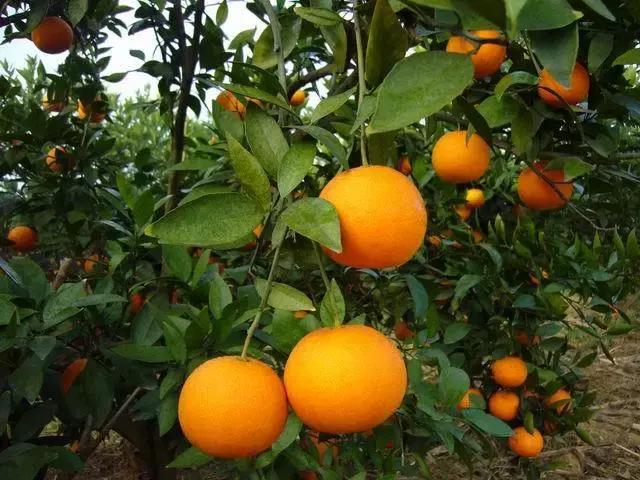 成都附近的旅游景点推荐四姑娘山,距成都五个多小时的地方