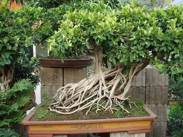 怎样养小叶榕盆景,小叶榕树盆景用什么土养
