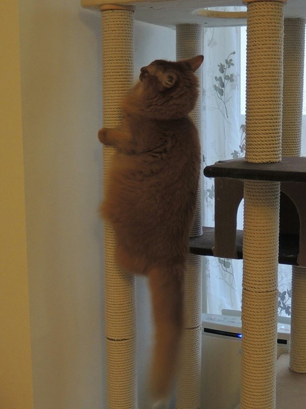 猫咪犯错关禁闭挨饿,猫咪吃了个罐头后很乖