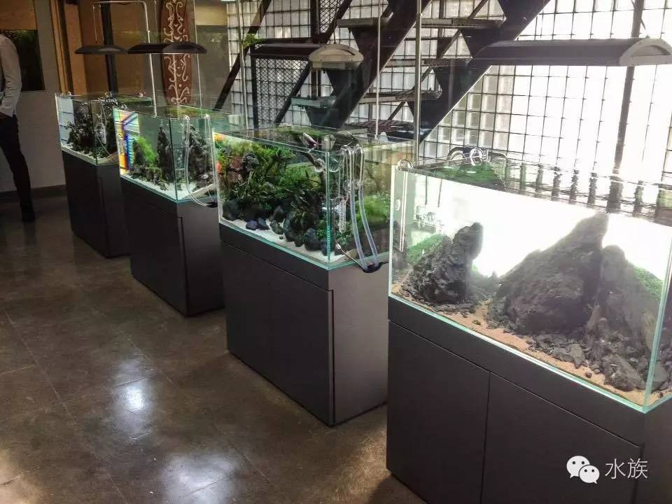 ada开缸第二天,ada开缸