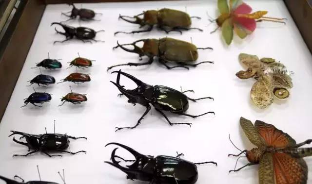 清远长隆森林主题乐园亚洲最大,广东清远长隆游乐园攻略