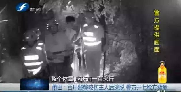 藏獒打架咬死狗,五分钟罕见藏獒打架