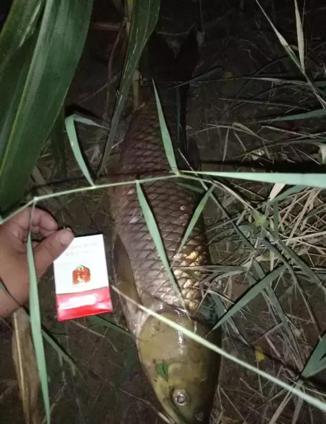 閽撻奔娓旇幏鎴樻姤,閽撻奔浜虹鎭╃埍