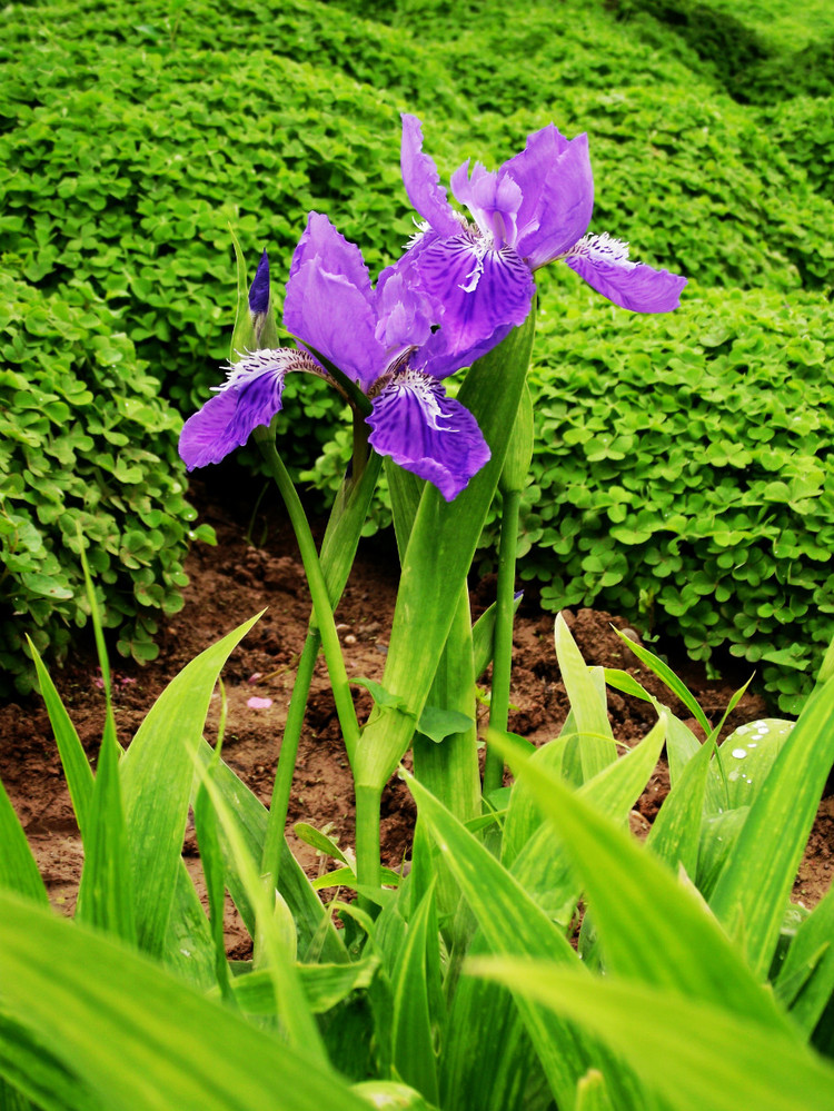 有哪些好听的花儿,好看花儿的名字有哪些
