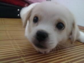 淘宝上拉布拉多20元一只可信吗,在网上买的拉布拉多靠谱吗