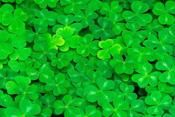 农村满地的野草都是宝,农村到处都是宝完整版