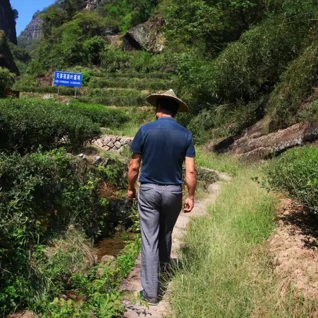 山场主人岩茶价格,山场主人岩茶