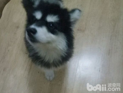 阿拉斯加狗瘟可以自愈吗,阿拉斯加得了狗瘟怎么办