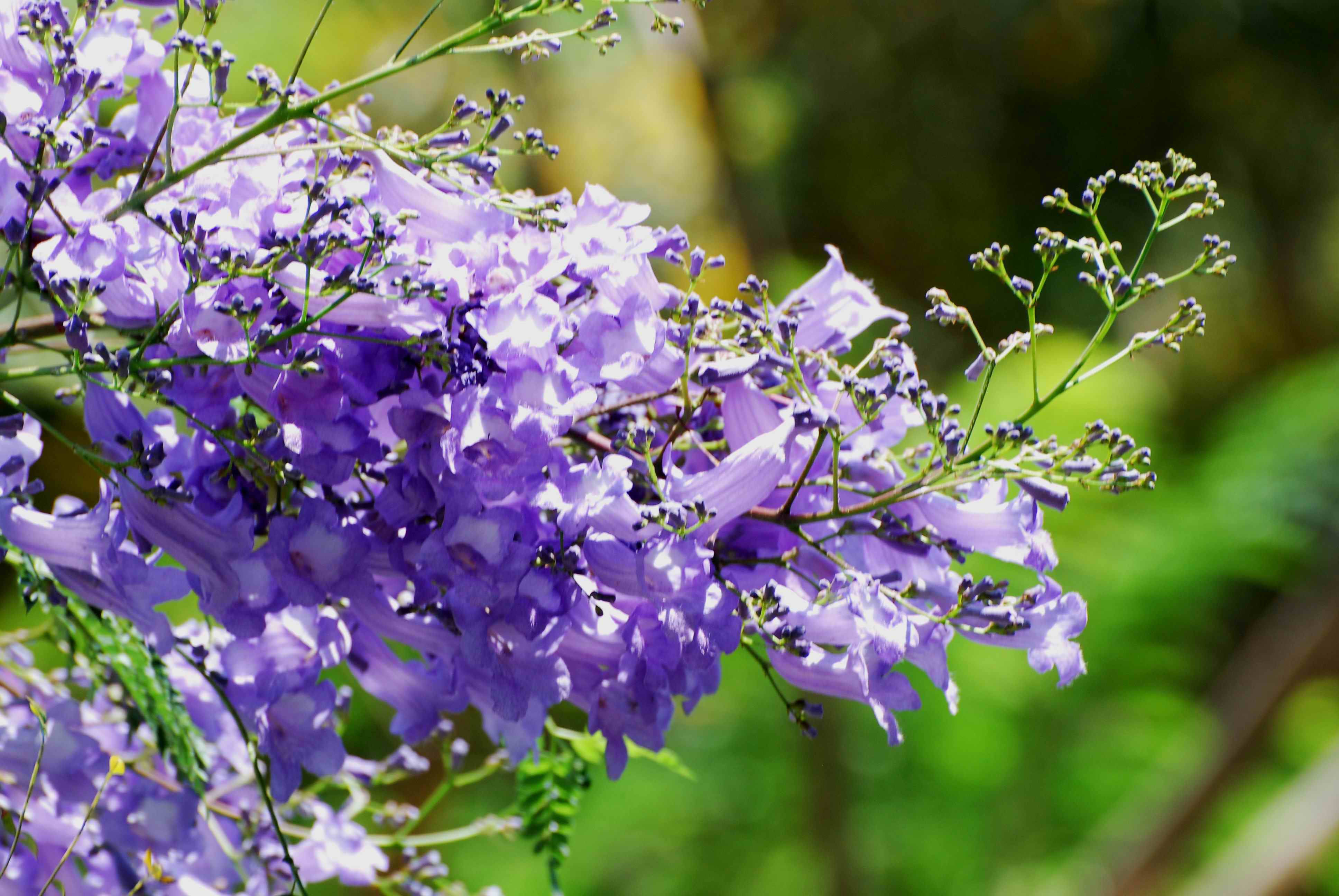 有哪些好听的花儿,好看花儿的名字有哪些