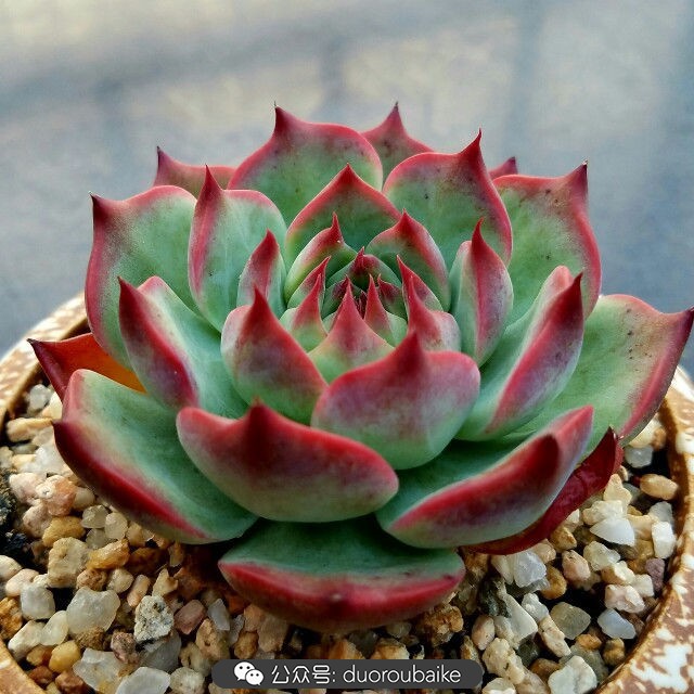 灰姑娘变公主！吉娃娃，一棵高傲的大！普！货！