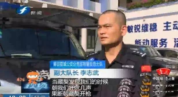 藏獒打架咬死狗,五分钟罕见藏獒打架