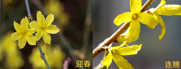 香味比较迷人的中草药,花期最漂亮的中草药