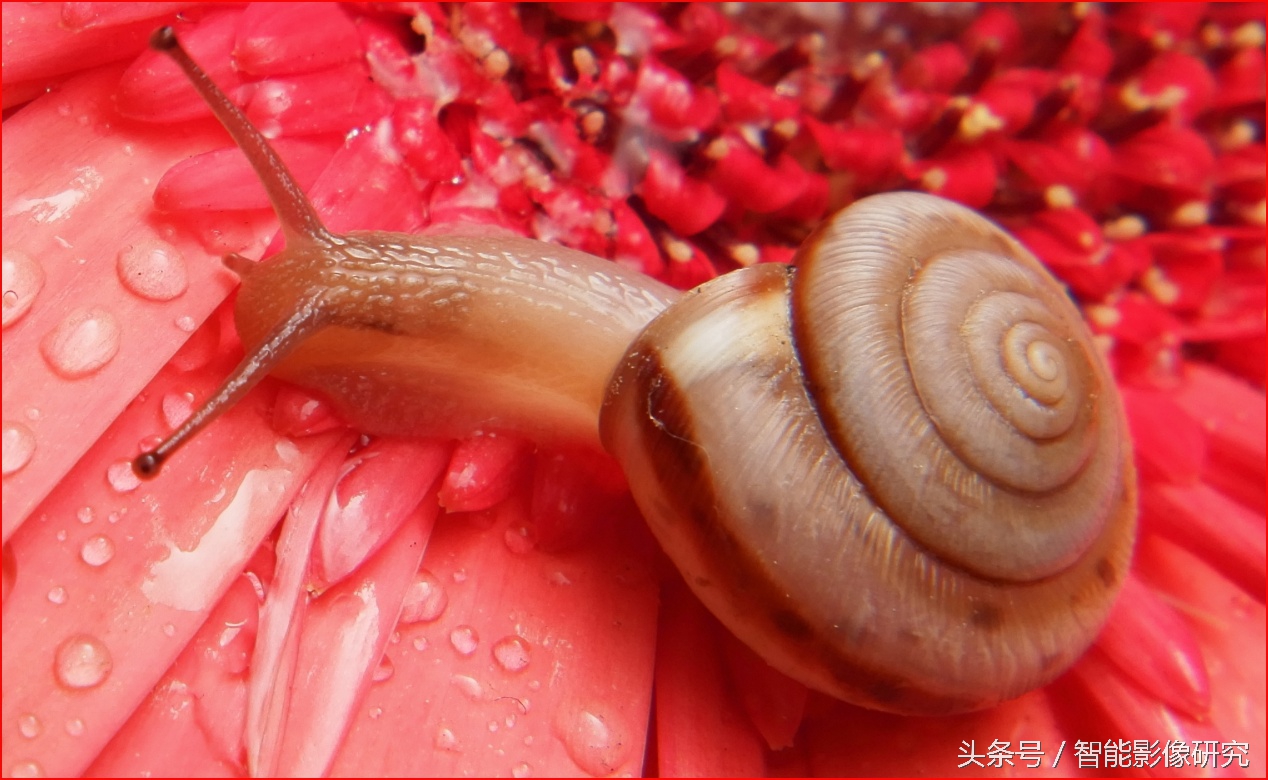 小蚁值得买吗,小蚁微单两个镜头怎么样