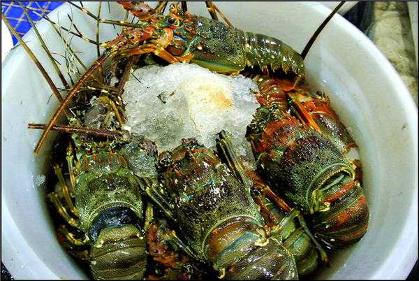 渔夫码头海鲜礼盒,海边渔人码头海鲜