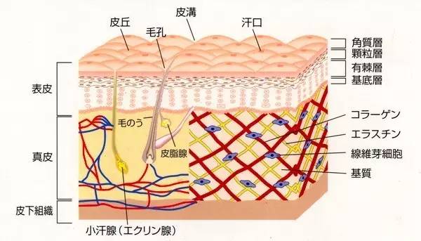 果酸换肤方法,果酸换肤让皮肤焕然一新