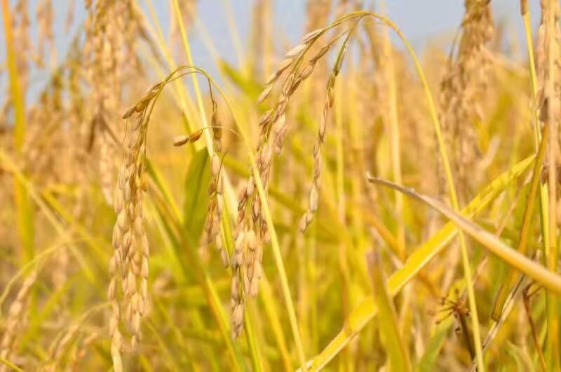 今年稻谷托市价,稻谷收购价会涨吗