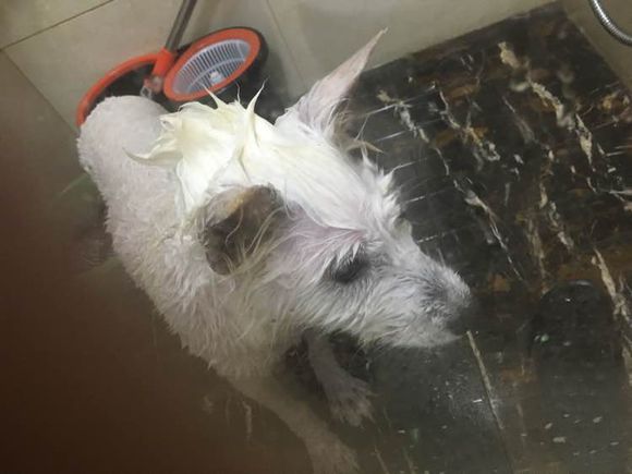 路边捡到一只萨摩耶,捡到萨摩耶有狗癣