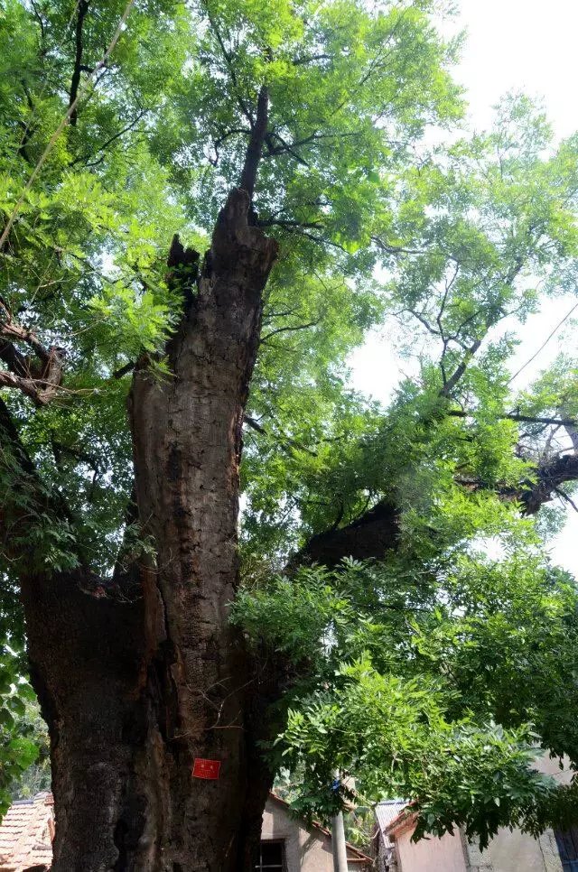 淄川区太河镇池板村近况,不可错过的绝美古村落石潭村