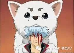 可爱猫咪戴着发箍,可爱的猫咪发箍