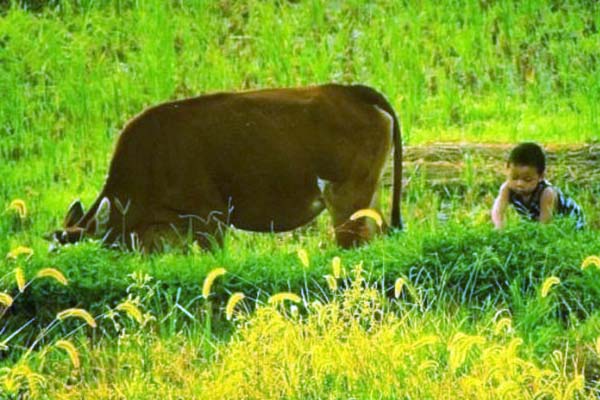 农村满地的野草都是宝,农村到处都是宝完整版