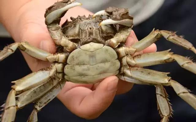 阳澄湖大闸蟹的未解之谜,阳澄湖大闸蟹怎么保证不死