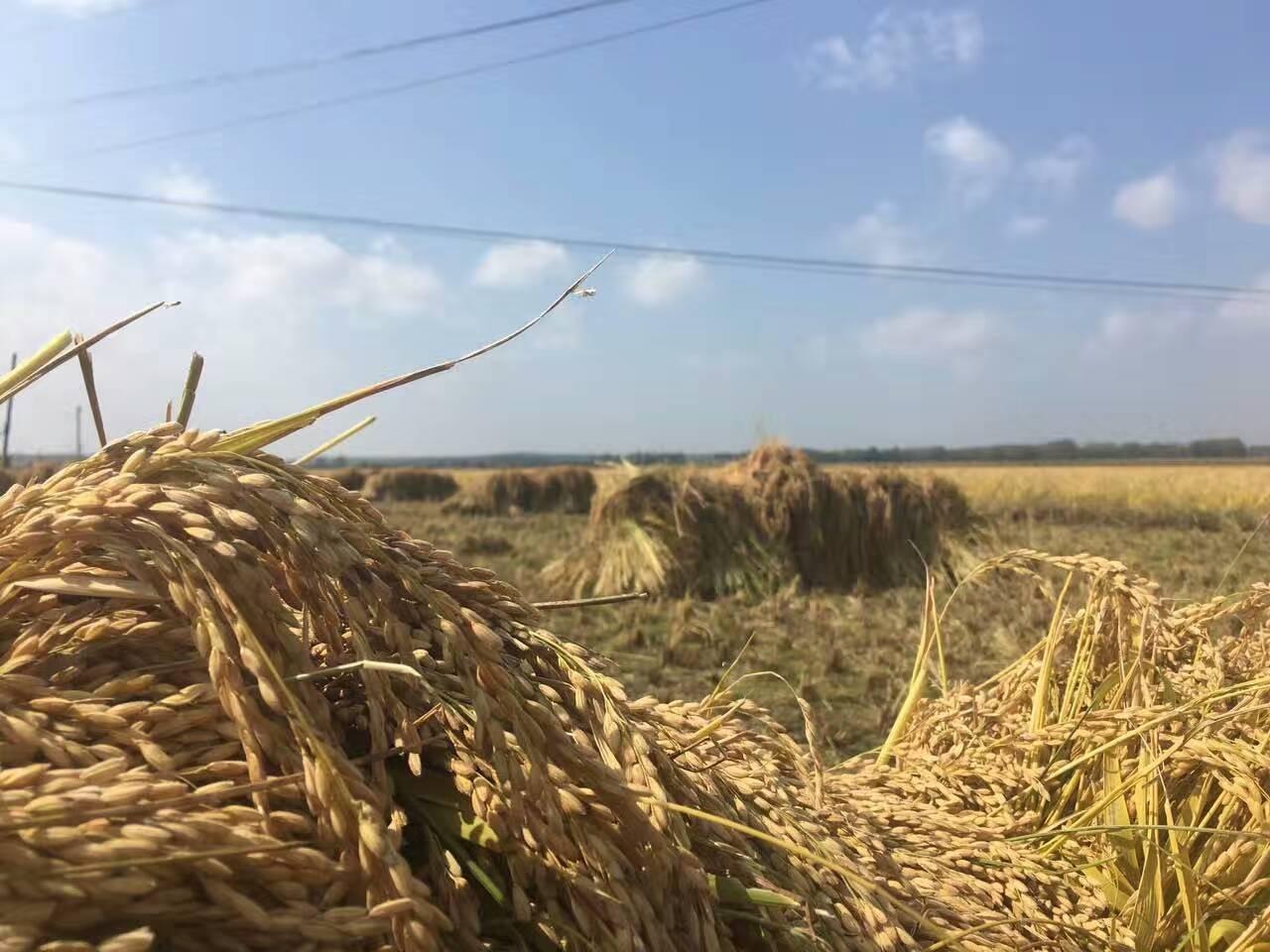 今年稻谷托市价,稻谷收购价会涨吗