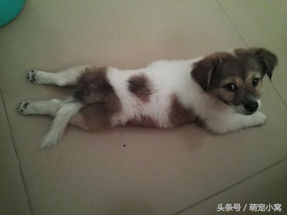 小狗奇遇记动画片,小狗奇遇记完整