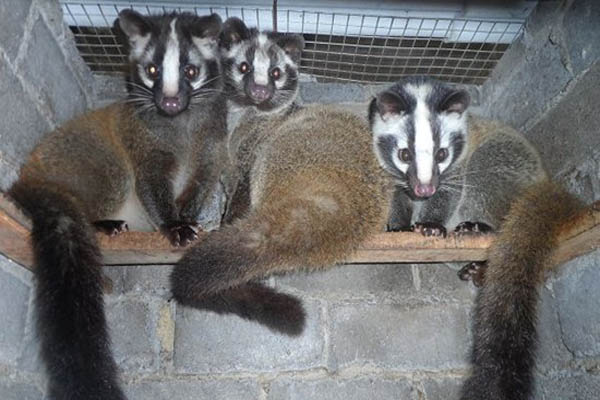 如何开发大型动物养殖场,农村小型养殖场怎么办理手续