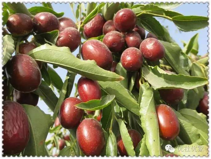 品尝山西红枣游览三晋名胜