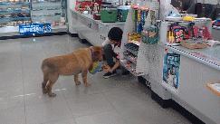 榛勯噾鐚庣姮鐙楀彨,榛勯噾鐚庣姮