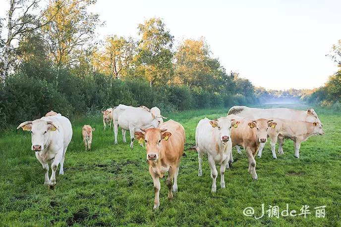 欧洲最美水乡荷兰羊角村,荷兰羊角村美丽的童话世界