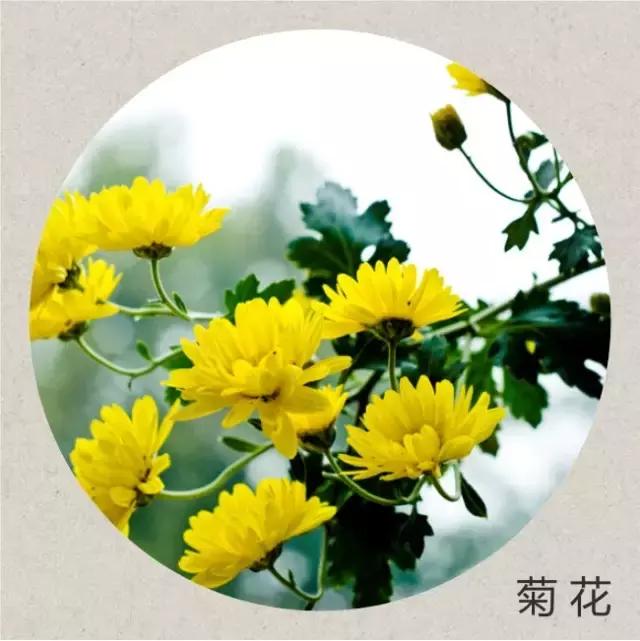 寒露时节美食养生,寒露时节经络养生应以调养为主