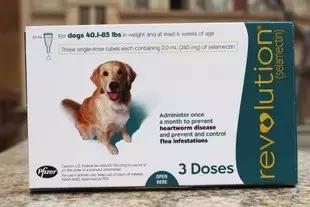 焦虫病死亡周期,焦虫病早期