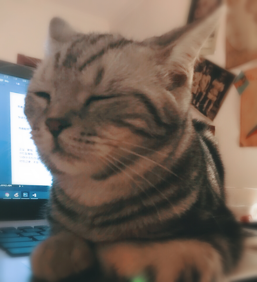 猫咪不出门每年需要打疫苗吗,不知道猫咪打没打过疫苗怎么办