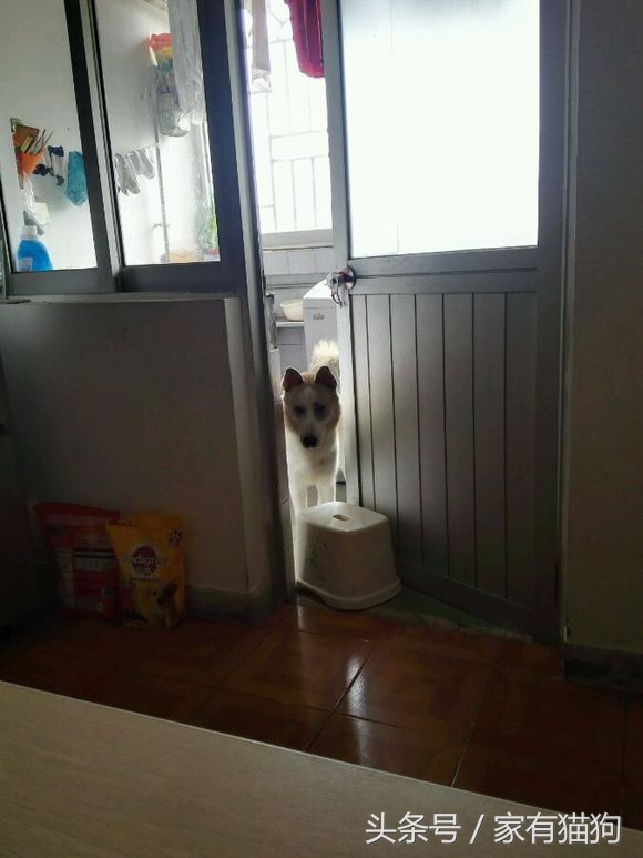 因主人出差两天没喂，哈士奇把万元床垫尿湿，表情亮了！