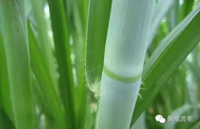 牧草养牛小妙招,种植牛羊专用牧草技术