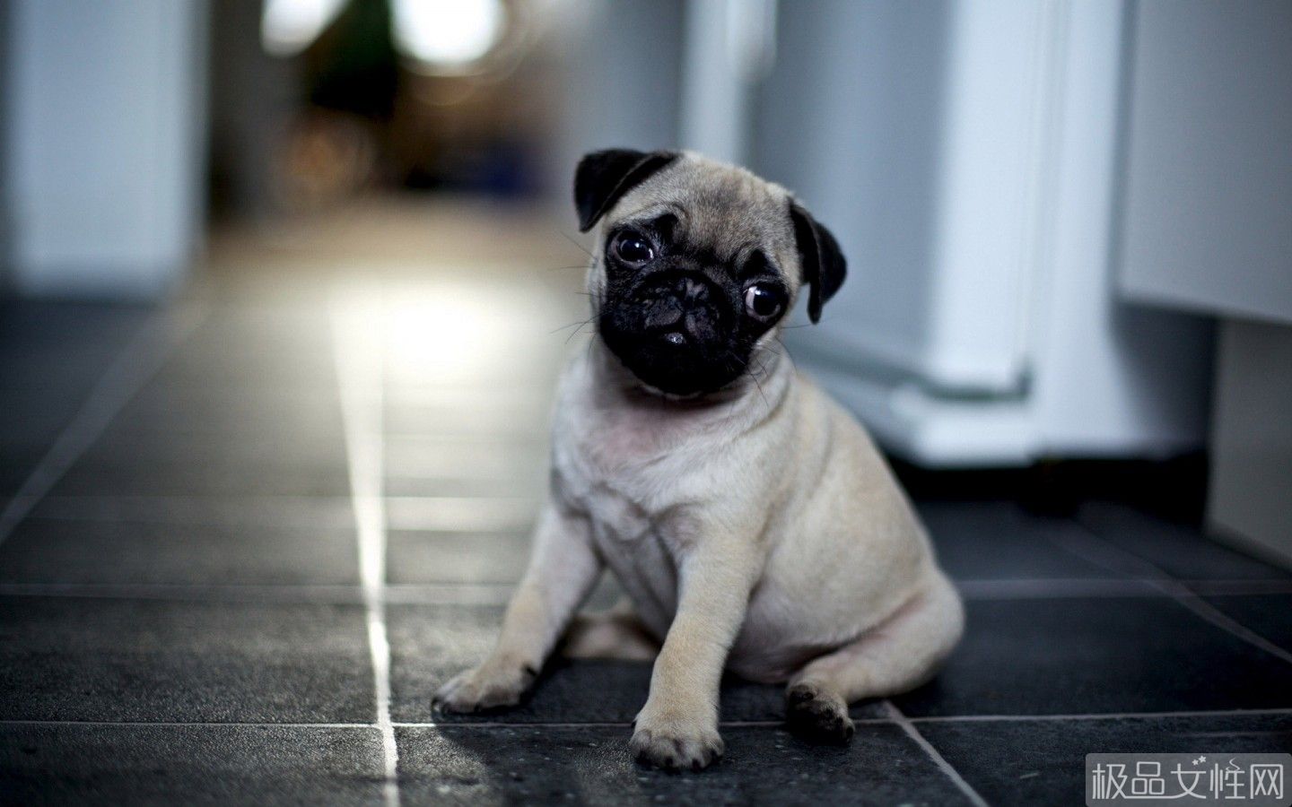 巴哥犬的喂养方式是什么样的呢,巴哥犬养护注意事项