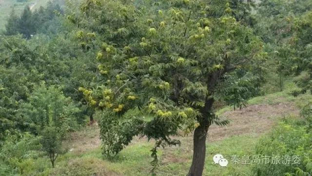 秦皇岛的秋景,河北秦皇岛风景秋季