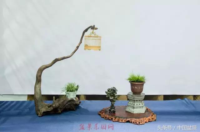 哪些野草适合微型盆景,小品盆景和微型盆景有区别吗