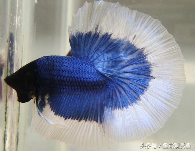 泰国斗鱼有多吸引人,泰国斗鱼动来动去