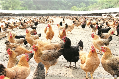 种养殖业发展前景,当下在农村有哪些挣钱的种养业