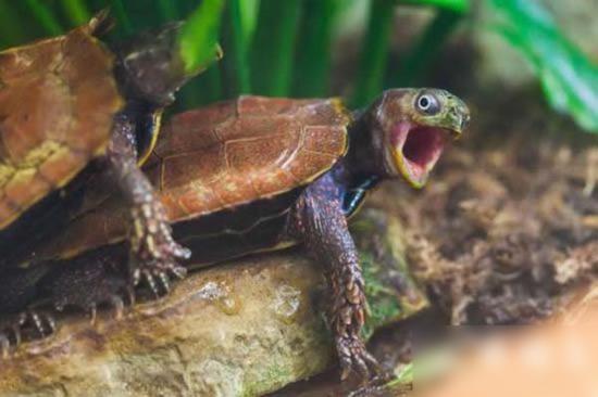 今天还是一如既往的冷！每日轻松一刻1月24日周日版