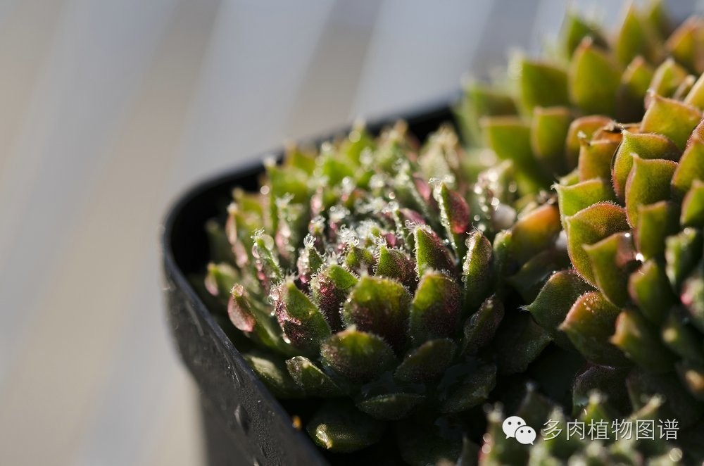 多肉虫害各种图解,多肉各种病虫害对照图