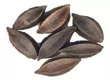 涨见识了!有人兜售“使君子”、“金龟子”,说能包治百病,你信了吗?