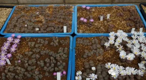 边走边看日本番杏之王DTさん多肉大棚