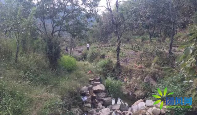 团风深山古稀老人的板栗梦.....