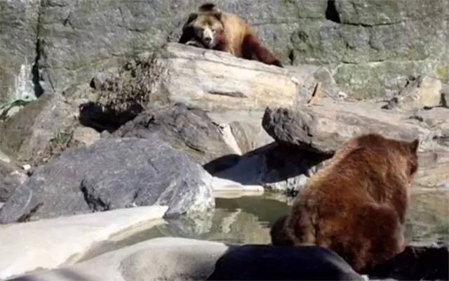 丑哭了！谷歌新旗舰手机拍照狂虐苹果三星，外观设计就是灾难