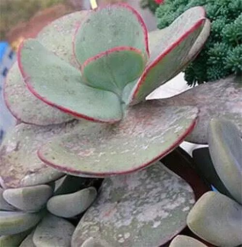 多肉灰霉病是什么引起,多肉植物灰霉病图片