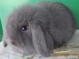 养兔子前需要买好啥,养兔子需要掌握的知识